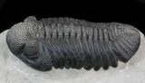 Drotops Trilobite - Top Quality Specimen #39384-6